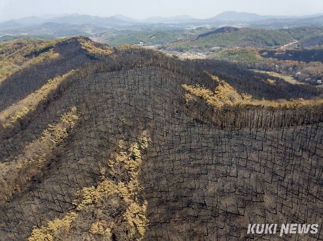 홍성 서부면 산불 피해 현장 모습.