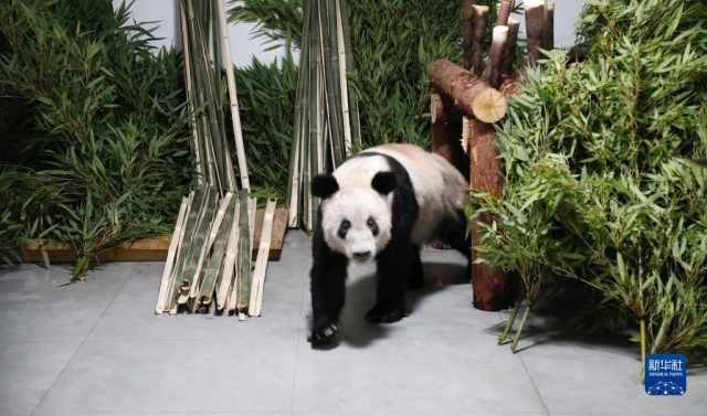 29일 중국 베이징 동물원에 도착한 자이언트 판다 '야야'. 야야는 2003년 미국에 대여됐다가 20년 만에 고향으로 돌아왔다. 신화통신 홈페이지