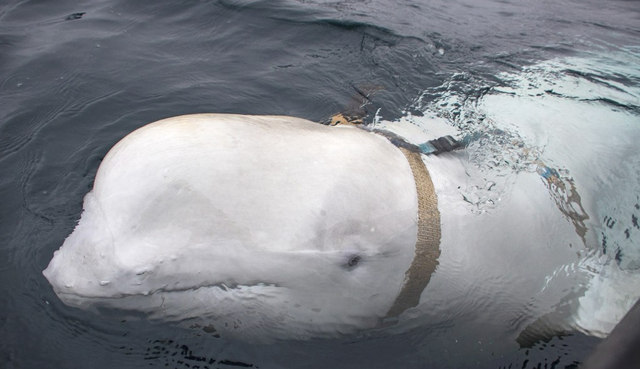 하네스(띠)가 부착된 흰돌고래가 2019년 4월 노르웨이 북부 해안에서 모습을 드러내고 있다. AFP연합뉴스