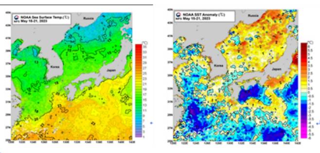 인공위성 관측을 통한 현재(5.15~5.21 평균) 우리나라 표층수온(좌) 및 표층수온 평년편차(우) 분포. 수과원 제공