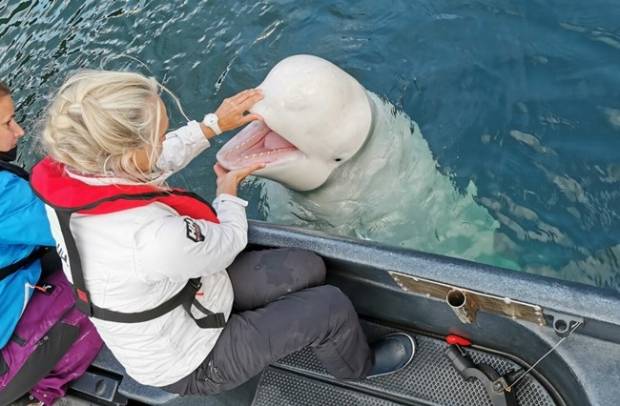 관광객들과 소통하는 벨루가의 모습