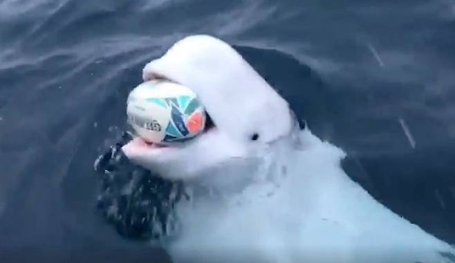 바다에 빠진 물건을 가져온 벨루가