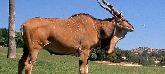 봉고와 아주 가까운 관계인 일런드. 아프리카 영양 중 가장 덩치가 크다. /San Diego Zoo