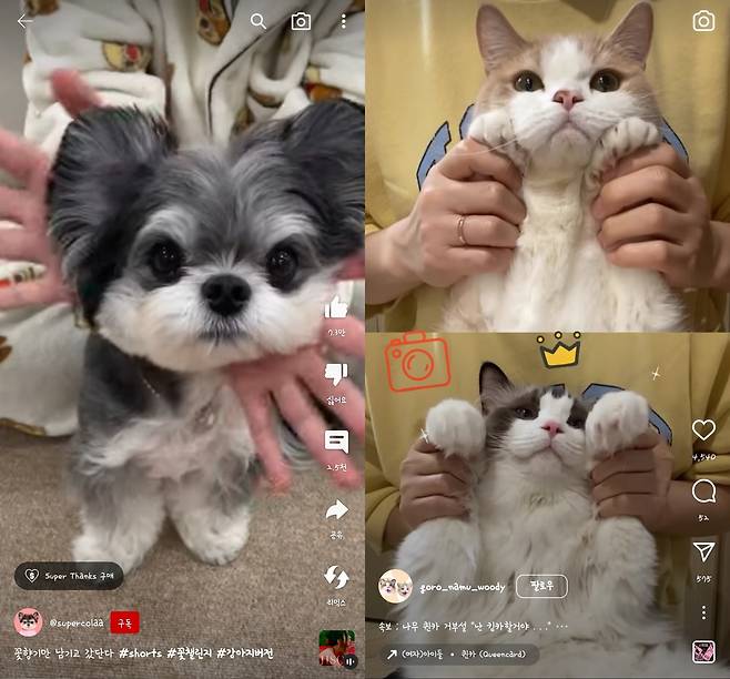 지수 ‘꽃’, (여자)아이들 퀸카 반려동물 버전 챌린지 - 사진=유튜브 ‘슈퍼콜라TV’, 인스타그램 ‘나무우디’ 캡처