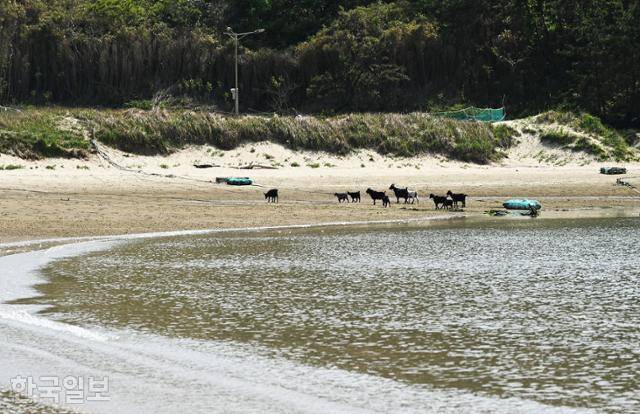 염소 가족이 인적 없는 돈목해변을 어슬렁거리고 있다.