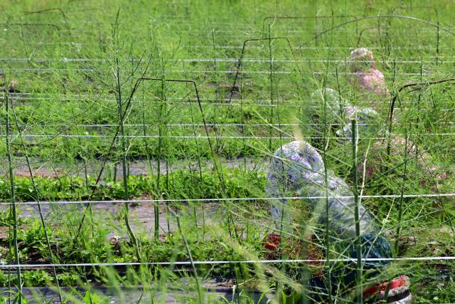 ▲ 최근 고온현상이 이어지며 도내에서 온열환자가 발생하고 있는 가운데 30일 춘천 서면에서 농민들이 더운 낮시간을 피해 밭일을 하고 있다.  김정호