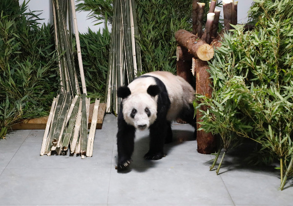 자이언트 판다 ‘야야’가 29일 중국 베이징 동물원에 모습을 드러내고 있다. 야야는 2003년 우호의 상징으로 미국으로 보내졌다가 20년 대여 기간 종료로 최근 반환됐다. AP뉴시스