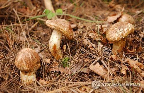 송이버섯  [산림청 제공. 재판매 및 DB 금지]