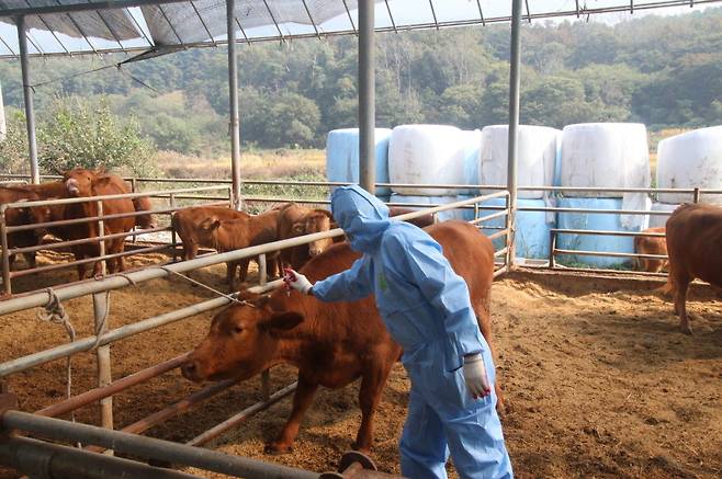 충북도 구제역 방역대책본부는 청주·증평에서 발생한 구제역이 12일째 잠잠한 가운데 발생 시군 3km 방역대 밖의 소에 대한 이동 제한을 1주일 연장하기로 했다. 충북도 제공