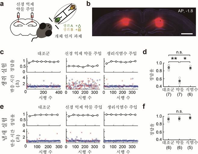 해마 CA1 영역을 억제할 경우 생쥐는 상대를 구별하는 능력이 상실됐다. / 사진=IBS(기초과학연구원)