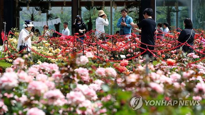 장미 옆에 장미 [연합뉴스 자료사진]