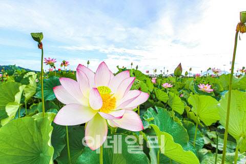 아라홍련. (사진=경남 함안군 제공)