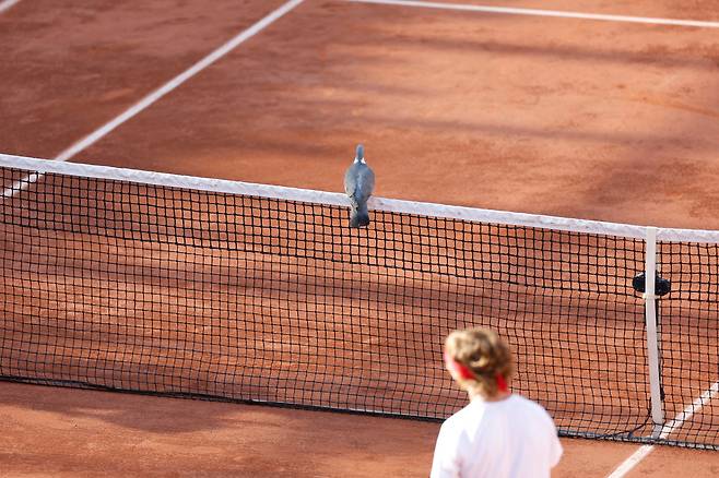 5월 31일 프랑스 파리 롤랑 가로스 경기장에서 열린 프랑스 오픈 테니스 대회 2라운드 러시아의 안드레이 루블레프와 프랑스의 코랭 마우테의 경기 도중 비둘기 한 마리가 테니스 코트 네트에 앉아 있다./AP 연합뉴스