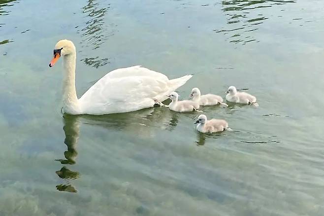 암컷 백조 '페이'와 새끼들. /페이스북