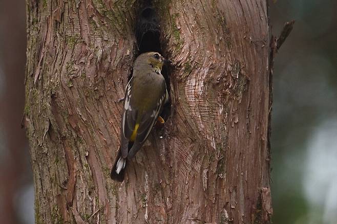 암컷 흰눈썹황금새도 함께 돌본다.