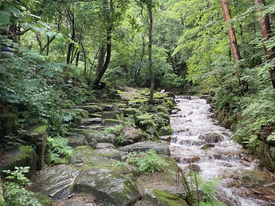 휘닉스 평창 뒤편 태기산 자락에 있는 시나미계곡. 사진 휘닉스호텔앤드리조트