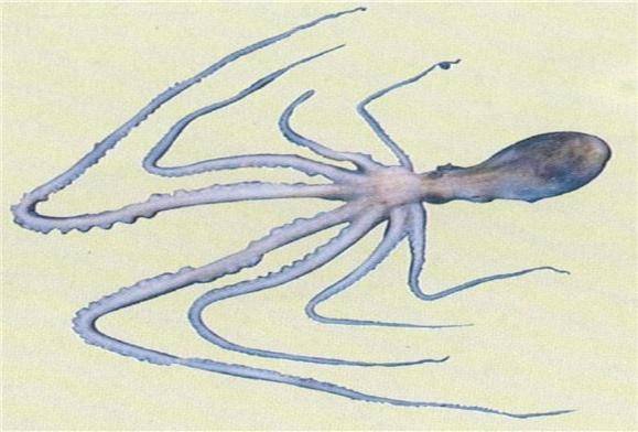 낙지 / 사진 = 해양수산부