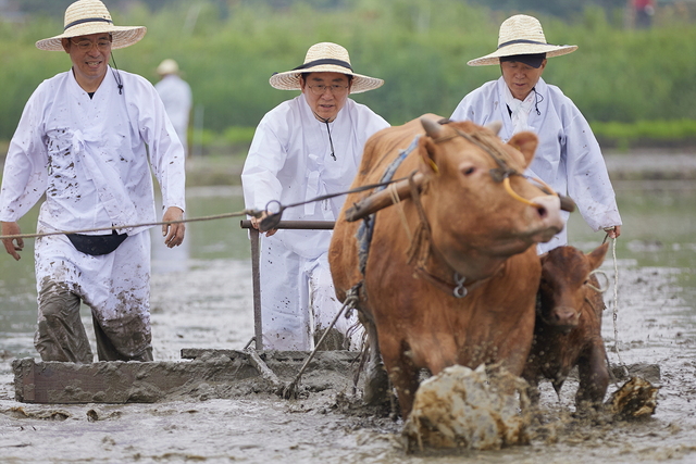 제1회 신정호 아트밸리 에코 농(農)파크 페스티벌에서 박경귀 아산시장(가운데)이 소를 몰며 써레질을 하고 있다.
