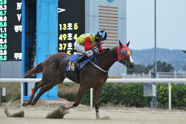 [사진]닥터오스카 /한국마사회 제공