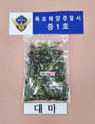 주거지에서 발견된 대마 / 사진=연합뉴스