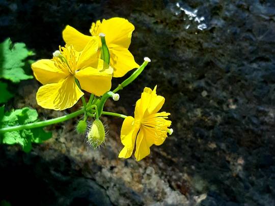 진노랑 애기똥풀은 자세히 보면 어여쁘고 개성있게 생겼다. 서울 안산 2022년 5월1일