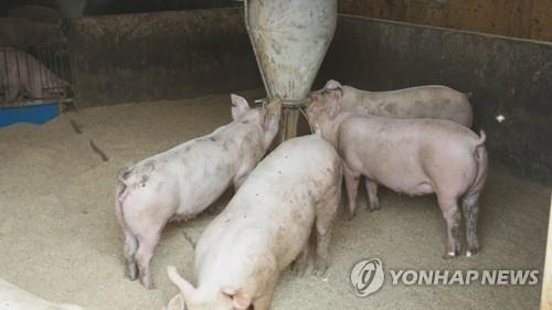 돼지농장 [연합뉴스TV 제공]