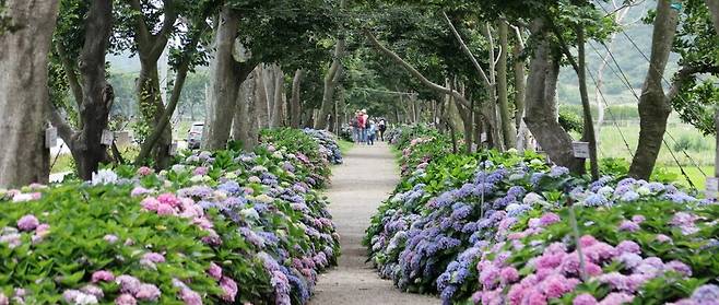 지난해 ‘팽나무 10리길’. 신안군청 제공