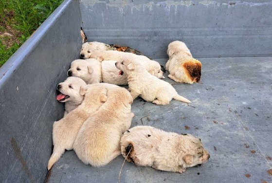 강원 횡성의 주택 화재에서 구출된 강아지들. 일부 강아지는 엉덩이와 등 쪽의 털이 검게 탔다. 사진 횡성소방서