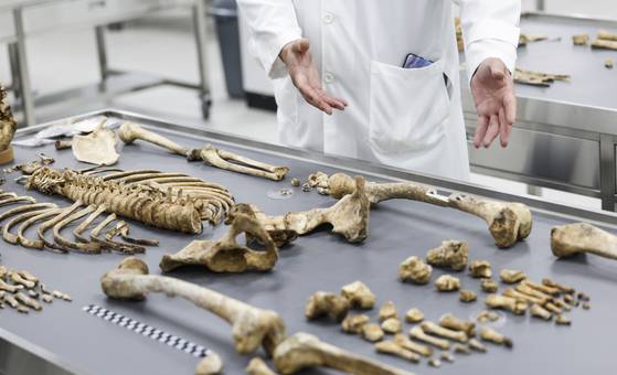 한국전쟁 때 수습되지 못한 전사자의 유해의 신원은 국방부 유해발굴감식단 유전자 검사실에서 확인한다..유전자 감정은 통상 한 달이 걸린다고 한다. 최기웅 기자