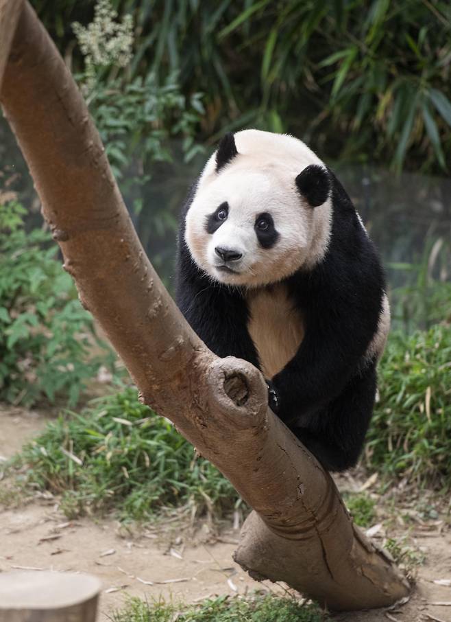 푸바오의 나무타기는 나무잡는 법, 몸 균형 잡는 법, 난이도가 높은 내려오는 법 등을 강철원 할아버지 한테 배웠다.