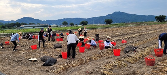 5일 고령군청 직원들이 대가야읍 한 농가에서 마늘 수확에 구슬땀을 흘리고 있다. [사진=고령군]