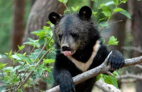 2018년 교통사고를 당해 수술을 받은 뒤 방사된 '오삼이'(KM-53). 오삼이는 이후에도 경남 합천, 충북 보은 지역 산에서 발견됐다. 사진 거창군