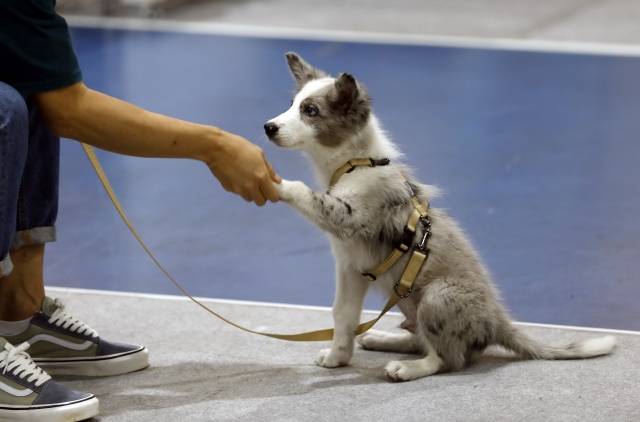 서울펫쇼를 찾은 시민들이 반려견과 즐겨운 시간을 보내고 있다. 뉴시스