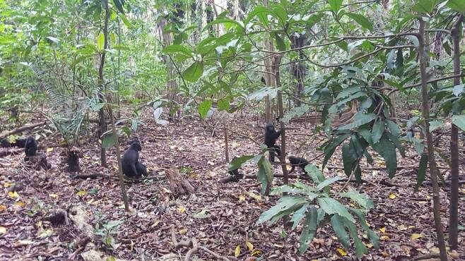 탕코코 국립공원에서 쉽게 보이는 검은 마카크 원숭이들. 현지에서는 '야키' 부른다. 사람을 두려워하지 않고 온순한 편이다. 그룹을 지어다니거나 가족단위로 생활하고 술라웨시 정글에 약 5000마리 정도밖에 남지않은 것으로 추정되는 멸종위기 동물이다. 탕코코에만 2000마리 정도가 살고있는것으로 추정된다./사진=제주항공