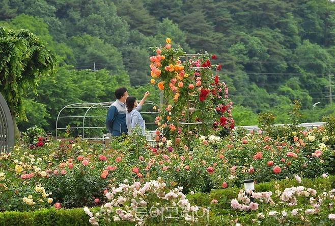 장성군 평림댐 장미공원 장미꽃이 활짝피아 아름다운 자태를 한껏 뽐내고 있다