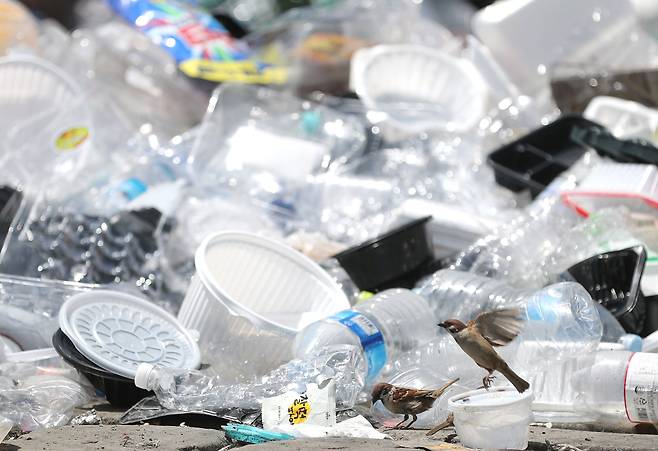 환경의 날인 5일 오전 대구 수성구 생활자원순환센터에 쌓여있는 플라스틱 쓰레기 앞으로 참새가 날아들고 있다./연합뉴스