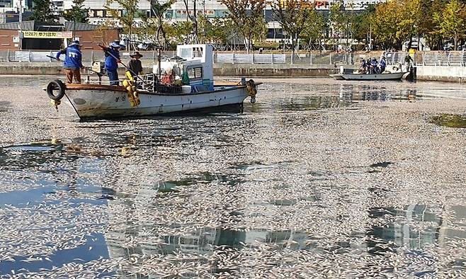 지난해 10월 경남 창원시 마산합포구 3·15해양누리공원 앞바다를 가득 메운 죽은 정어리를 창원시가 어민들을 동원해 수거하고 있다. 창원시 제공