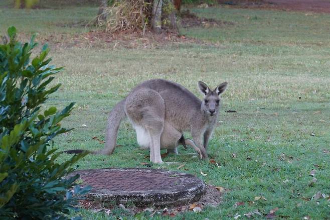 객실 앞 들판에서 만난 캥거루.  /사진= 강예신 여행+ 기자