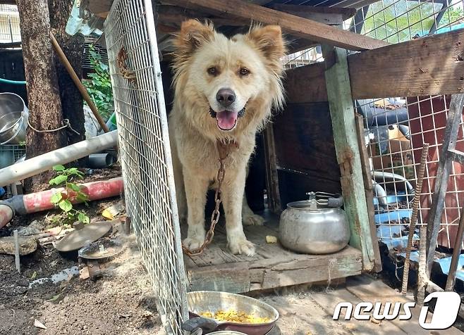 동물권단체 하이가 구조한 마당개(하이 제공) /뉴스1