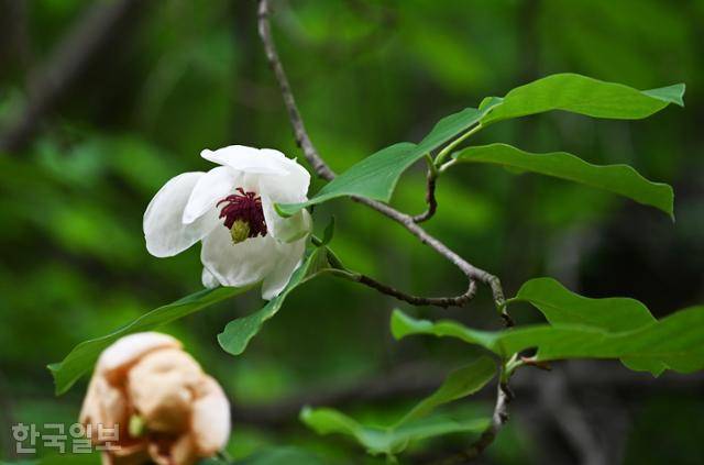 비수구미계곡의 함박꽃나무.