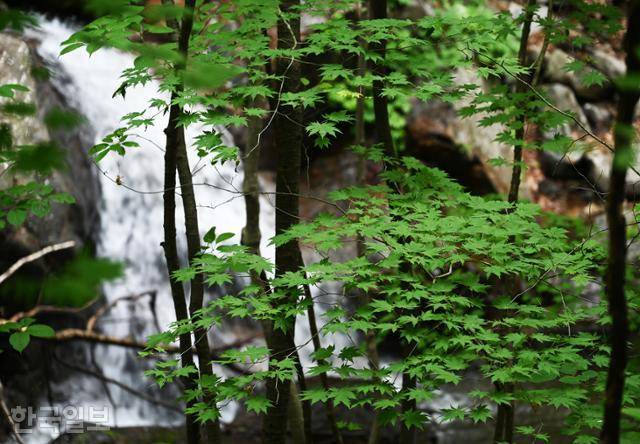 비수구미 계곡의 단풍과 시원한 물줄기.