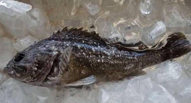 2021년 후쿠시마 앞바다에서 잡힌 조피볼락(우럭). 지난달 후쿠시마 원전 항만 내에서 잡힌 우럭에서 기준치를 180배나 초과한 세슘이 검출됐다. 일본 수산해양연구센터 제공