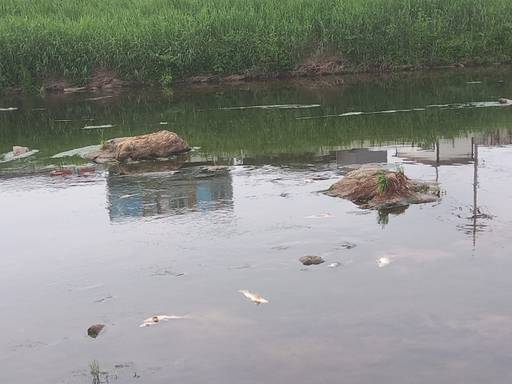 양주시 남면 아스콘 공장에서 유출된 유류로 인해 폐사한 물고기들이 신천 여울목 등에 널부러져 있다. 양주시 제공
