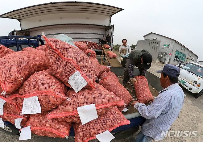 [서귀포=뉴시스] 우장호 기자 = 지난달 22일 오전 제주 서귀포시 대정읍 대정농협유통센터에서 제주지역 올해 첫 마늘 수매가 이뤄지고 있다. 대정농협은 지난주 이사회를 열어 올해 계약재배(4348t)한 마늘 수매가를 ㎏당(상품) 3200원으로 결정했다. 2023.05.22. woo1223@newsis.com