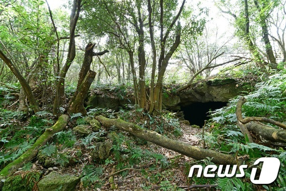 산림청 곶자왈연구시험림 (난대아열대산림연구소 제공)/뉴스1