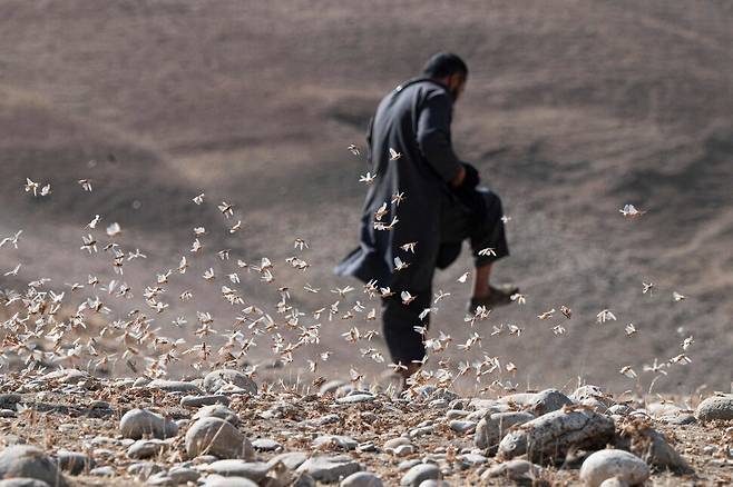 지난 4일(현지시각) 아프간 발흐주 숄가라 지역의 칸달리 밀밭에서 한 농부가 메뚜기떼를 밟으려고 애쓰고 있다. AFP 연합뉴스