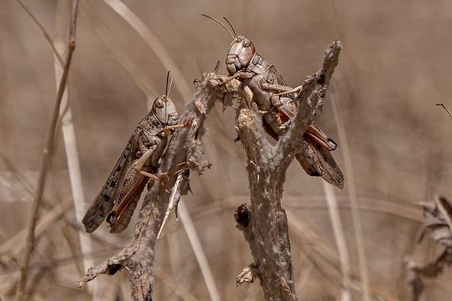 아프간 칸달리 지역에서 메뚜기들이 먹이활동을 하고 있다. AFP 연합뉴스