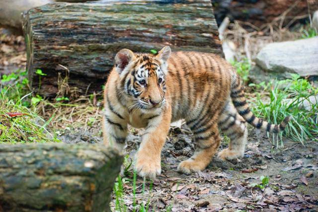건곤과 태호가 낳은 호랑이 가운데 막내인 강산이 지난해 1월 9일 음식물이 기도를 막는 사고로 숨졌다. 에버랜드 제공