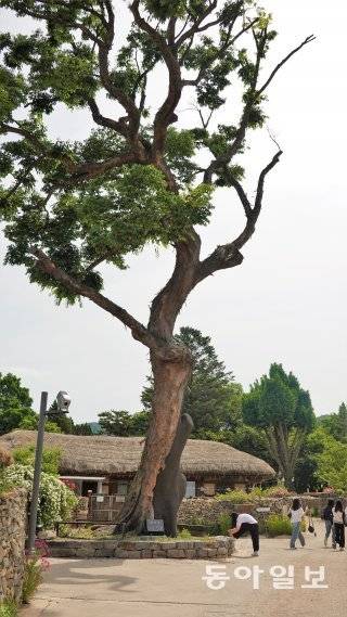 외암마을 역사와 함께 해온 수령 600년의 느티나무. 해마다 음력 1월14일 이곳에서 목신제가 열린다. 안영배 기자