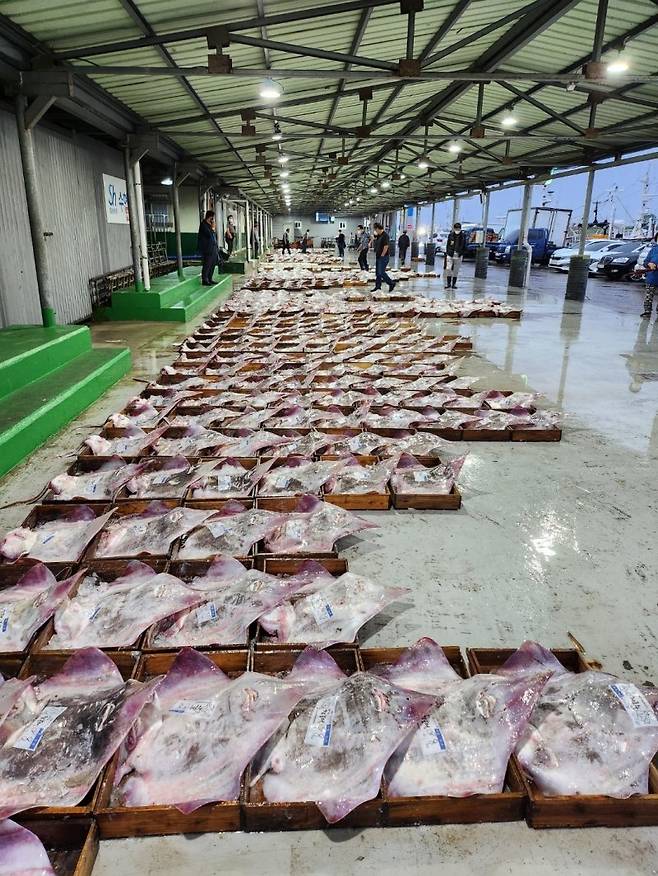 전북 군산에서 홍어 경매가 진행되는 모습. 군산수협 제공